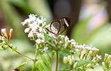Glasswing Butterfly Belize Feb 2022